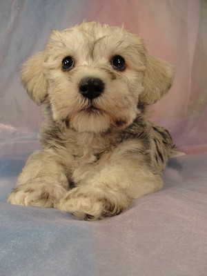 Male schnoodle pup